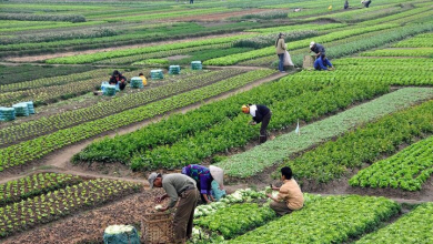 تصویر اصلاح الگوی واردات غذای اساسی